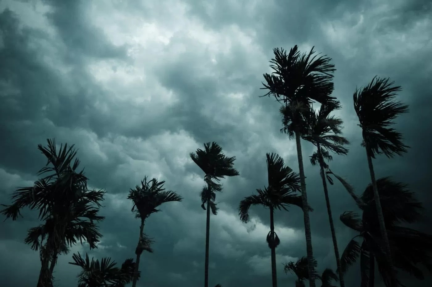 Storm clouds over tall pine trees in The Woodlands Texas