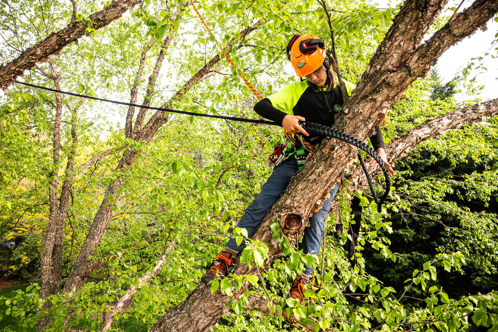 Steel cable installed in a heritage oak tree in The Woodlands Texas