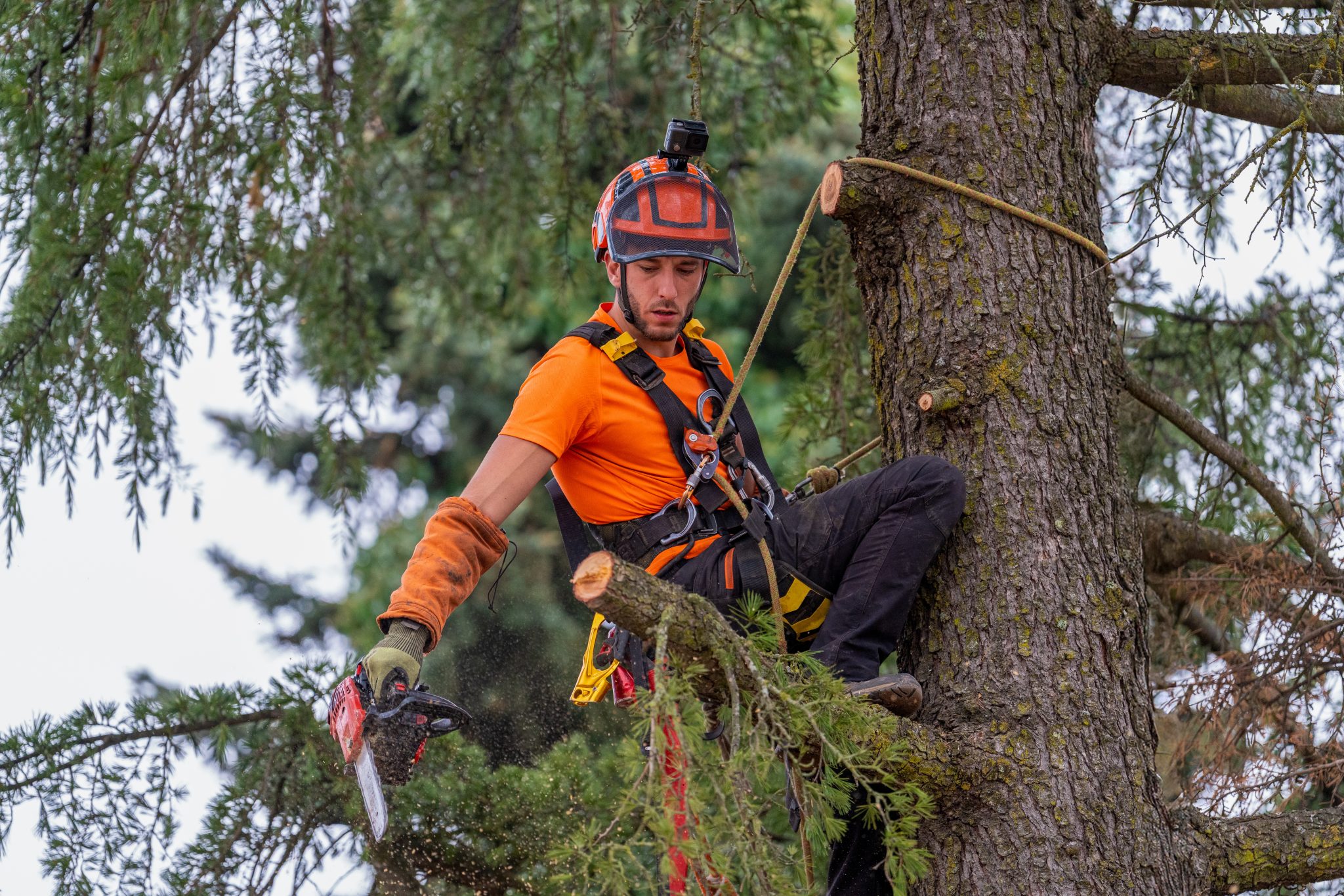 Tree crew removing a tall pine in The Woodlands Texas