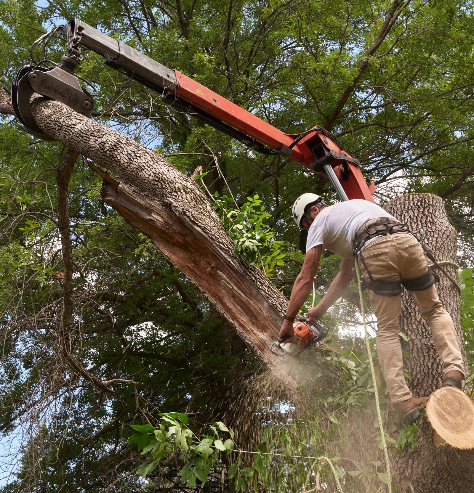 Tree crew removing a tall loblolly pine in The Woodlands Texas