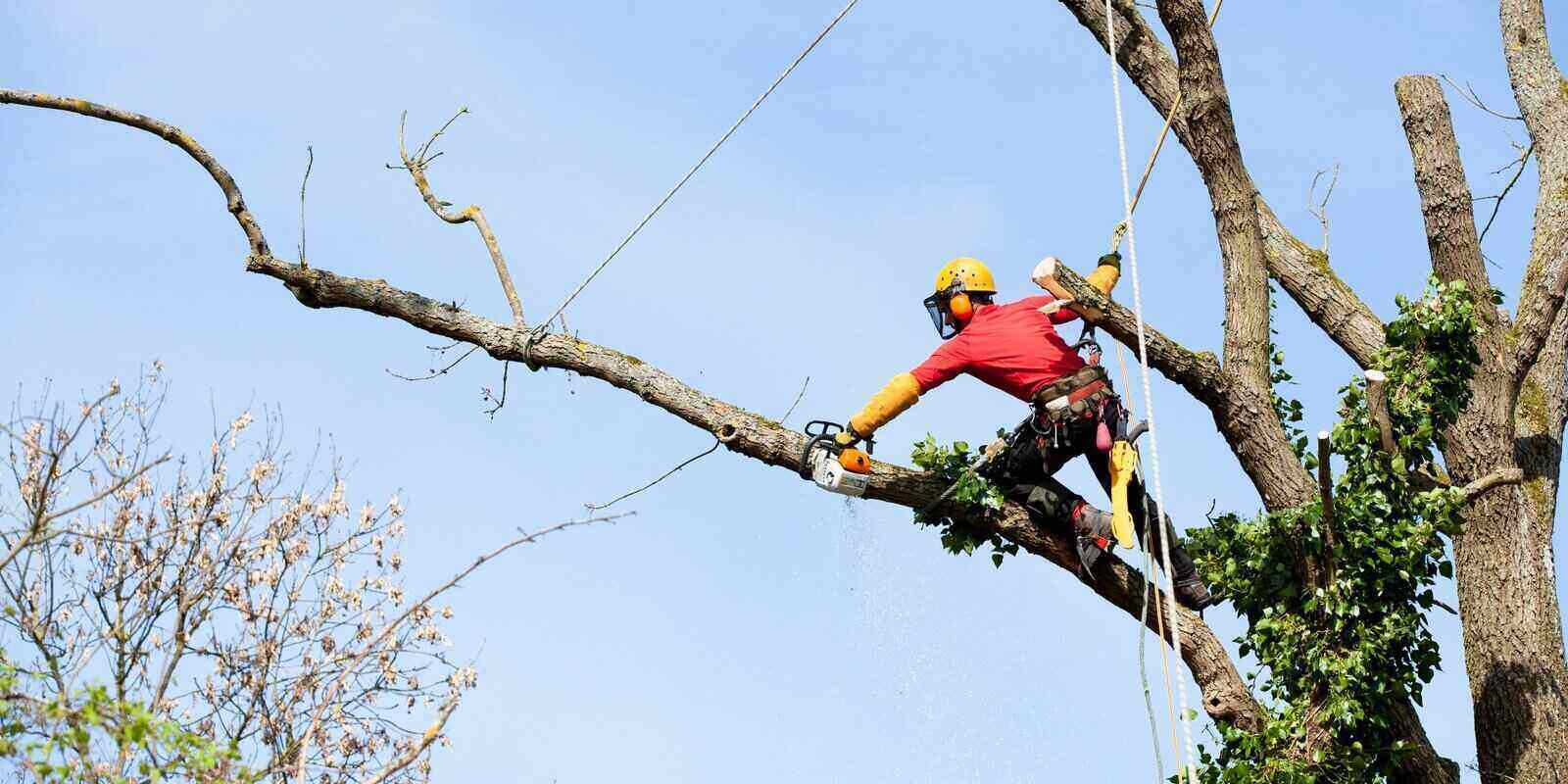 Arborist trimming oak branches in The Woodlands Texas
